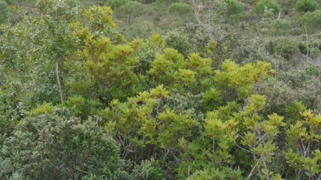 Kırklareli ve Tekirdağ'da ormanlık alanlara giriş yasaklandı