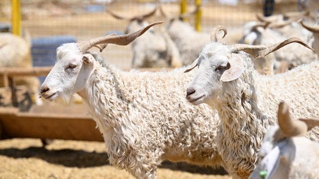 Kurban Bayramı'nda satılamayan kurbanlıklar ESK tarafından alınacak