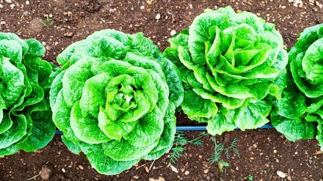 ABD'de marul kaynaklı parazit salgını dokuz eyalete yayıldı