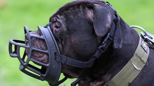 İngiltere, 12 yaş altı çocukların tehlikeli köpeklerle yalnız kalmasını yasaklıyor