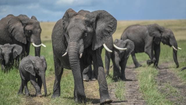 Kenya'da Amboseli Milli Parkı'nda ölen fil sayısı 17'ye ulaştı