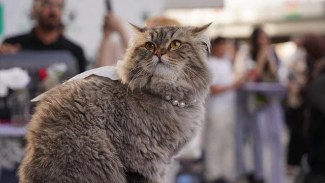 Vietnam'da çalınan 400 kedi kurtarıldı