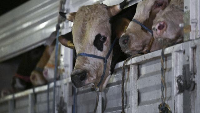 Ağrı'dan batı illerine kurbanlık sevkiyatı devam ediyor
