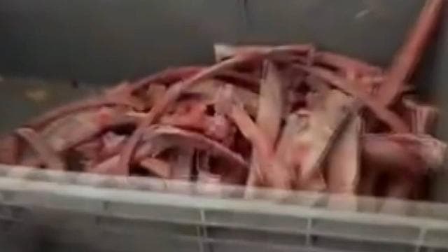 Ankara'da 40 ton sağlığa zararlı et ele geçirildi