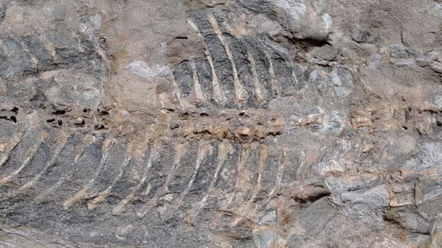 Bahçe duvarı için alınan taşta 240 milyon yıllık fosil bulundu