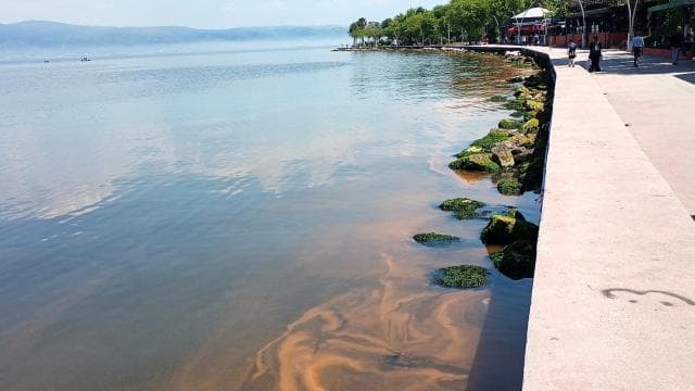 Kocaeli'de alg patlaması denizi turuncuya boyadı