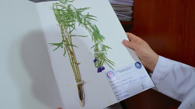 Hakkarinin envanteri genişledi, bitki türü 800'e yükseldi