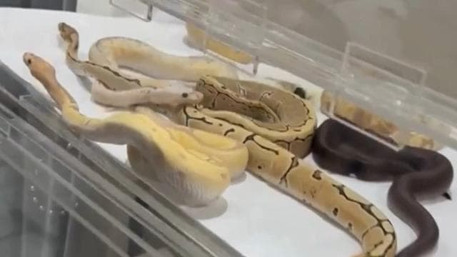 İstanbul'da bir evde 42 yılan ele geçirildi