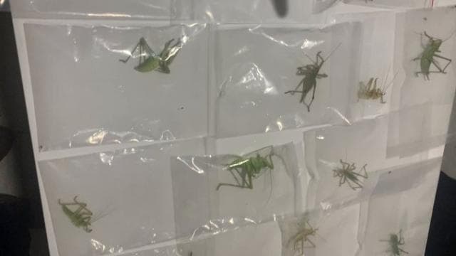 Nemrut'ta 3 kişiye çekirge toplama cezası verildi