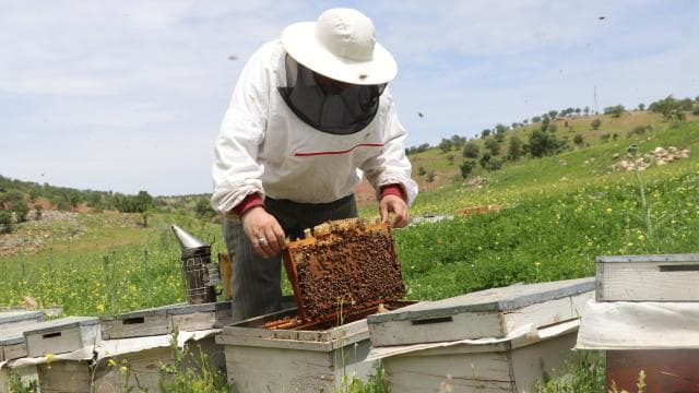 Devlet desteğiyle karavan alan Korkusuz ailesi arıcılık yapıyor