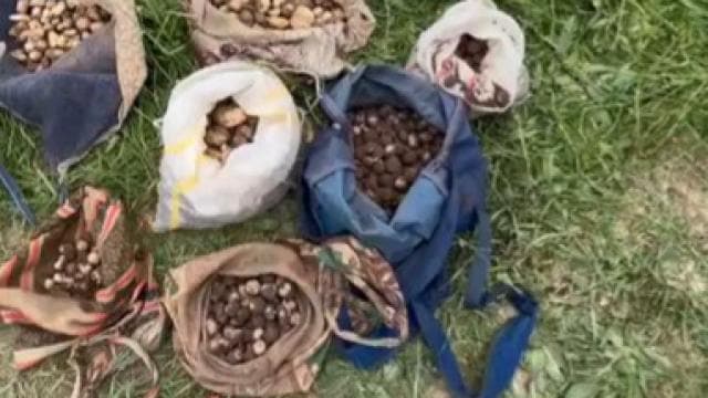 Çankırı'da izinsiz salep orkidesi toplayan 10 kişiye 7 milyon lira ceza verildi