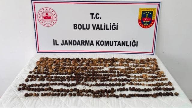 Bolu'da yabani salep toplayan 3 kişiye 2 milyon lira ceza verildi