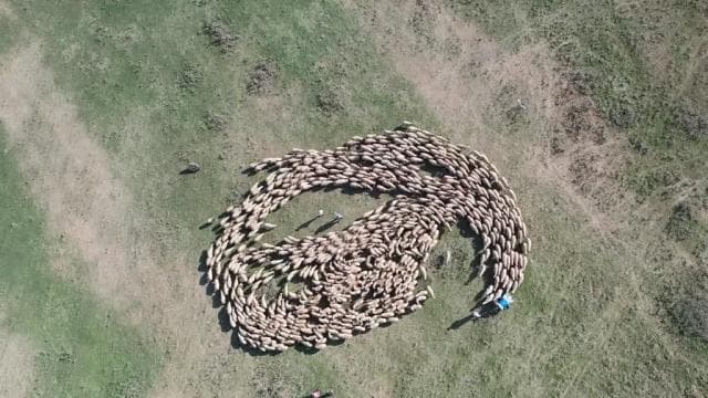 TİGEM, 220 bin damızlık hayvanı üreticilere sunacak