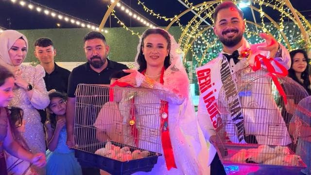 Düğün hediyesi olarak 100 civciv takıldı