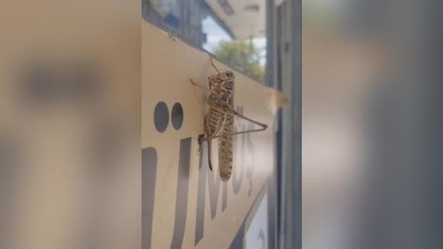 İstanbul'da çekirge yoğunluğu mevsimsel artıştan kaynaklanıyor