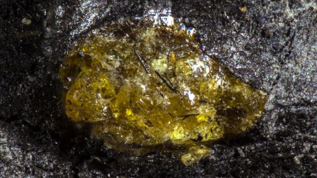 Dünyanın en eski kehribarı bulundu: 385 milyon yıl öncesine ait