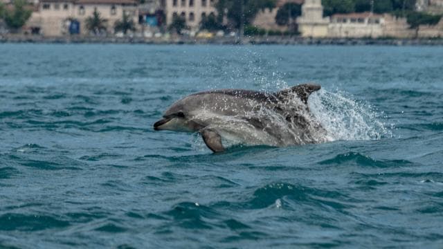 Marmara Denizi'nde su sıcaklığı artıyor, ekosistem etkileniyor