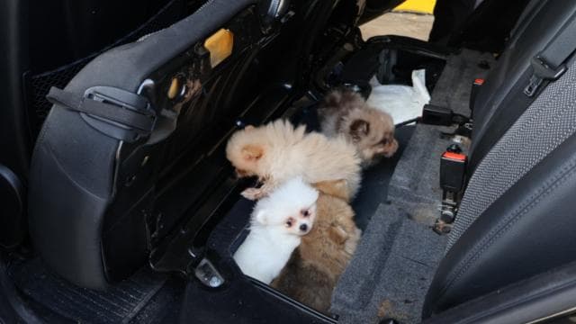 Edirne'de 5 Pomeranian yavrusu yakalandı
