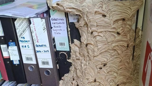 Yaban arıları bir doğa koruma vakfı ofisine yuva yaptı