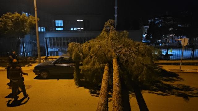 Rüzgar nedeniyle devrilen çam ağacı araçlara zarar verdi