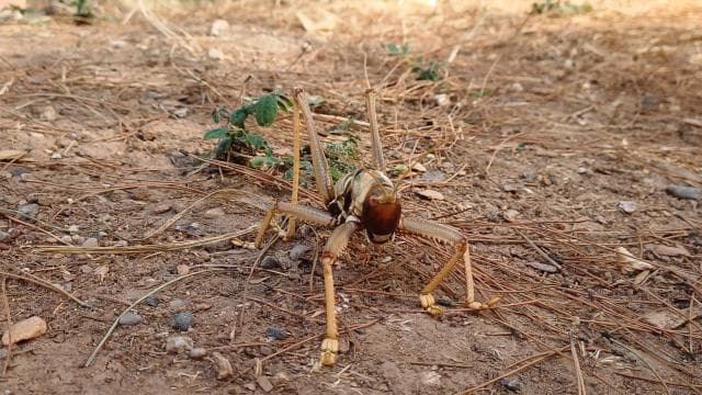 Nemrut Dağı'nda izinsiz çekirge toplayanlara 1,4 milyon lira ceza verildi