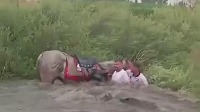 Ciritçiler ve atlar sel tehlikesinden son anda kurtuldu