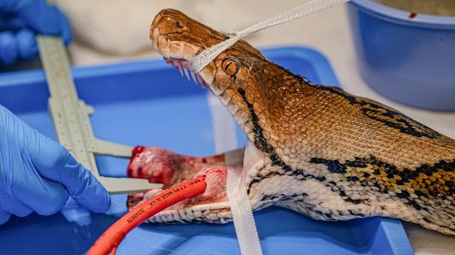 İngiltere'de kanser tedavisi gören piton sağlığına kavuştu