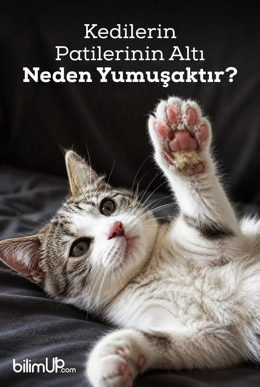 Kedilerin Patilerinin Yumuşak Olmasının Sebepleri