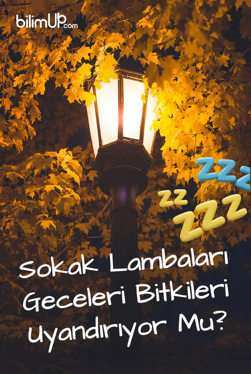 Sokak Lambaları Bitkilerin Gelişimini Etkiliyor