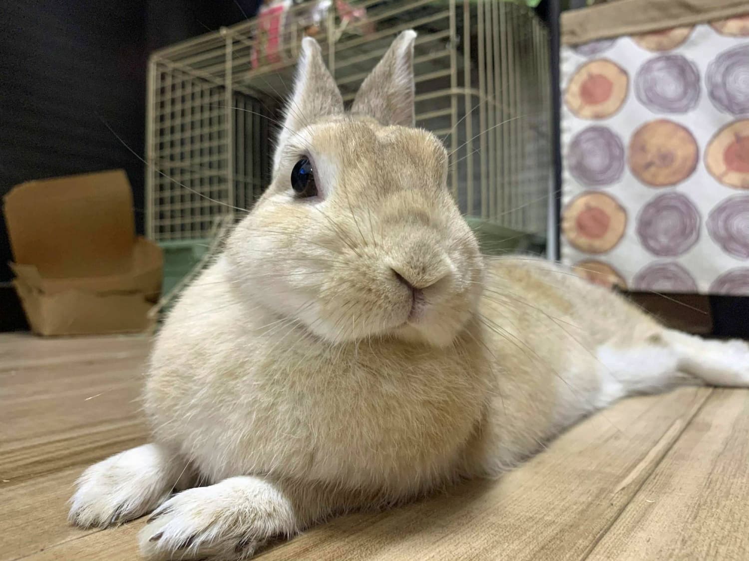 Honey bunny Jaina is a sweet companion