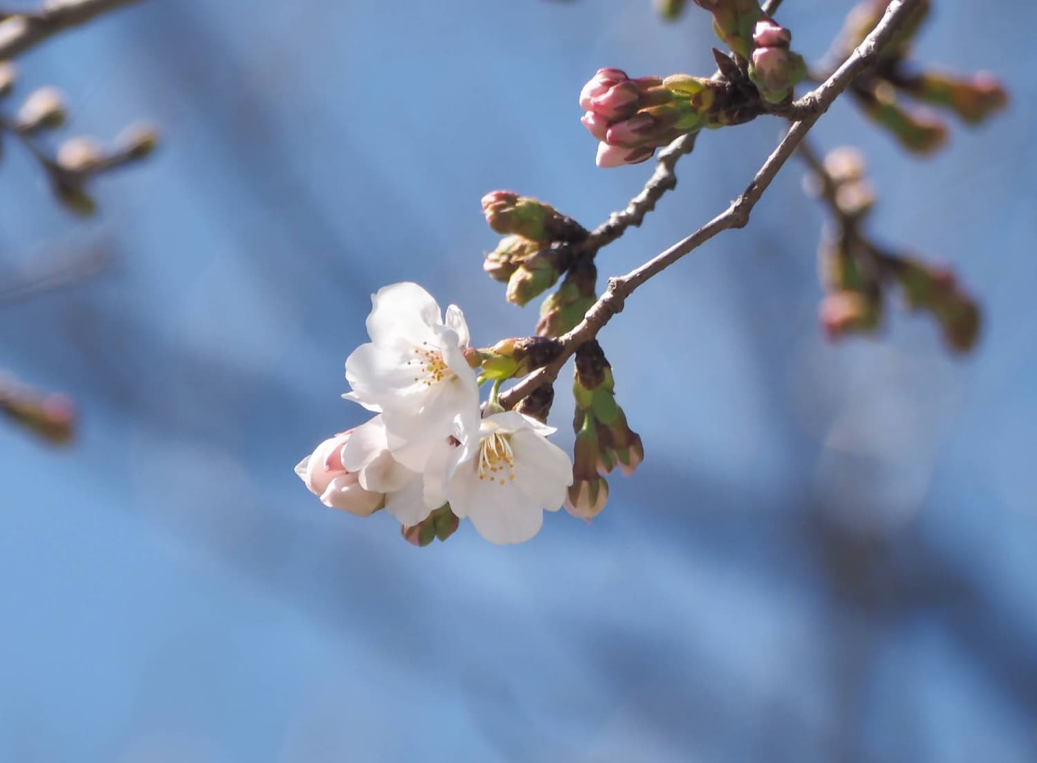 Cherry blossom season begins as first trees bloom