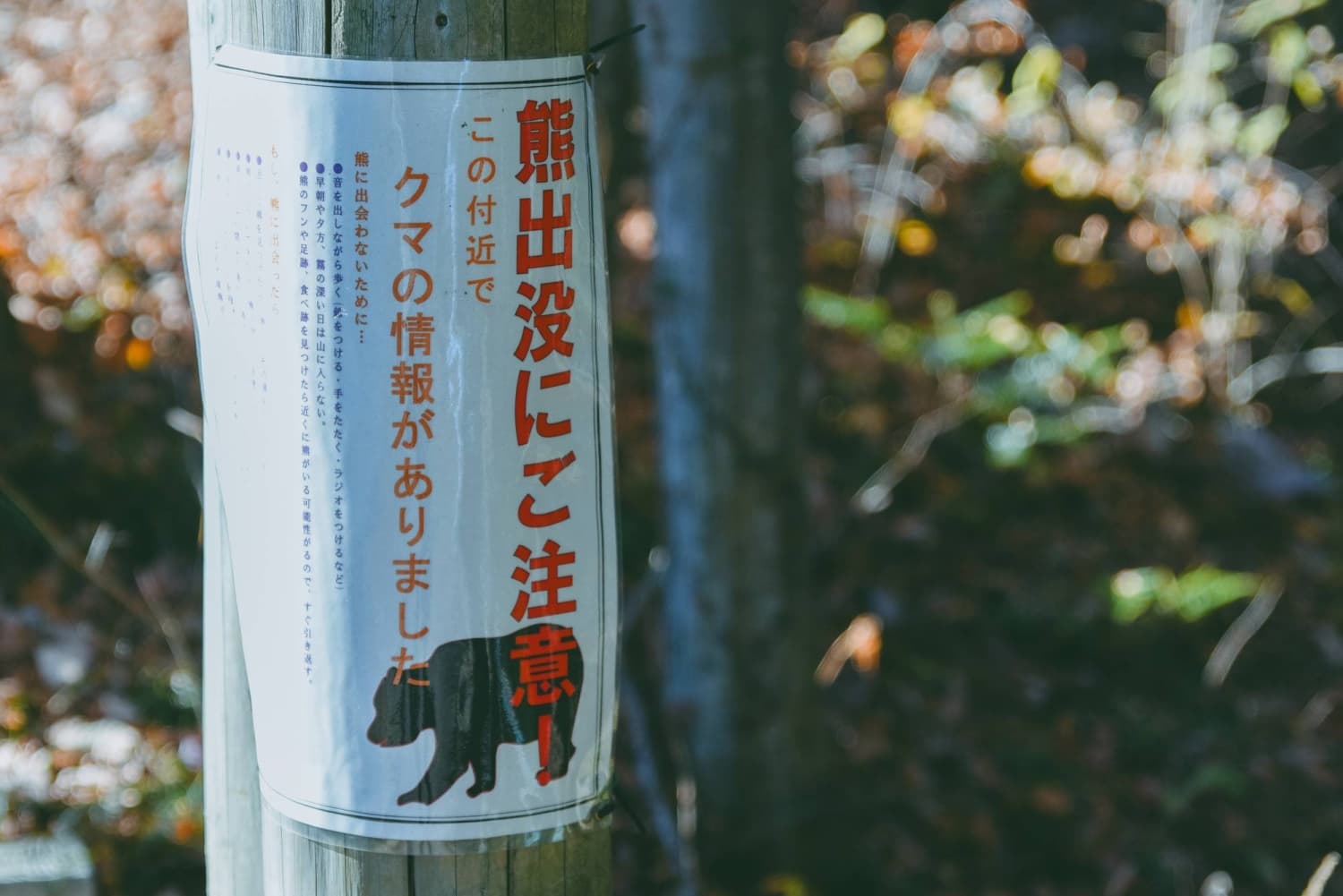 Bear attack in western Tokyo mountains may be first fatal incident since 2006