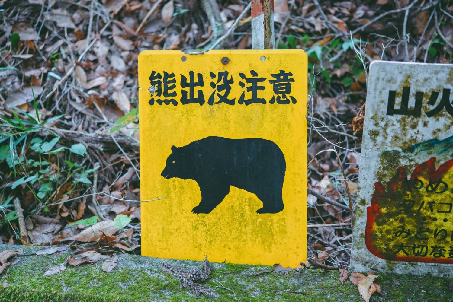 Japan to Conduct Survey of Bear Habitats in Niigata and Tohoku Regions