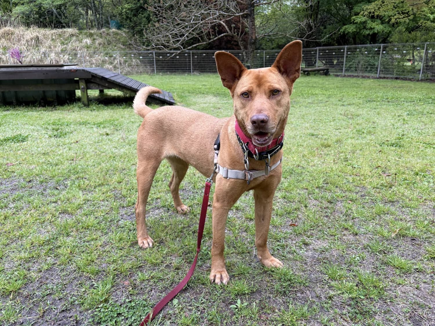 Energetic Tanpopo, a 4-Year-Old Dog, Seeks Active Home