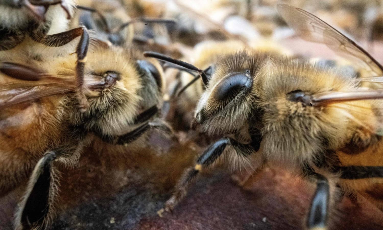 U.S. Beekeepers Concerned Over Research Cuts Amid Bee Population Decline