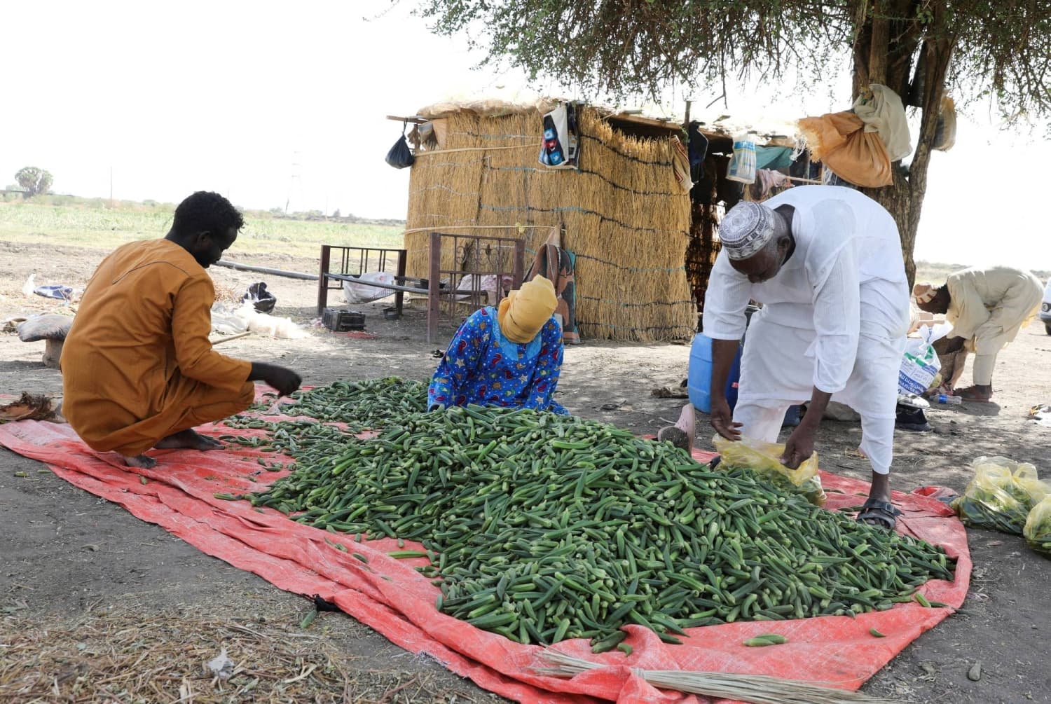 Iran Conflict Threatens Sudan's Food Security Amid Fertilizer Shortages