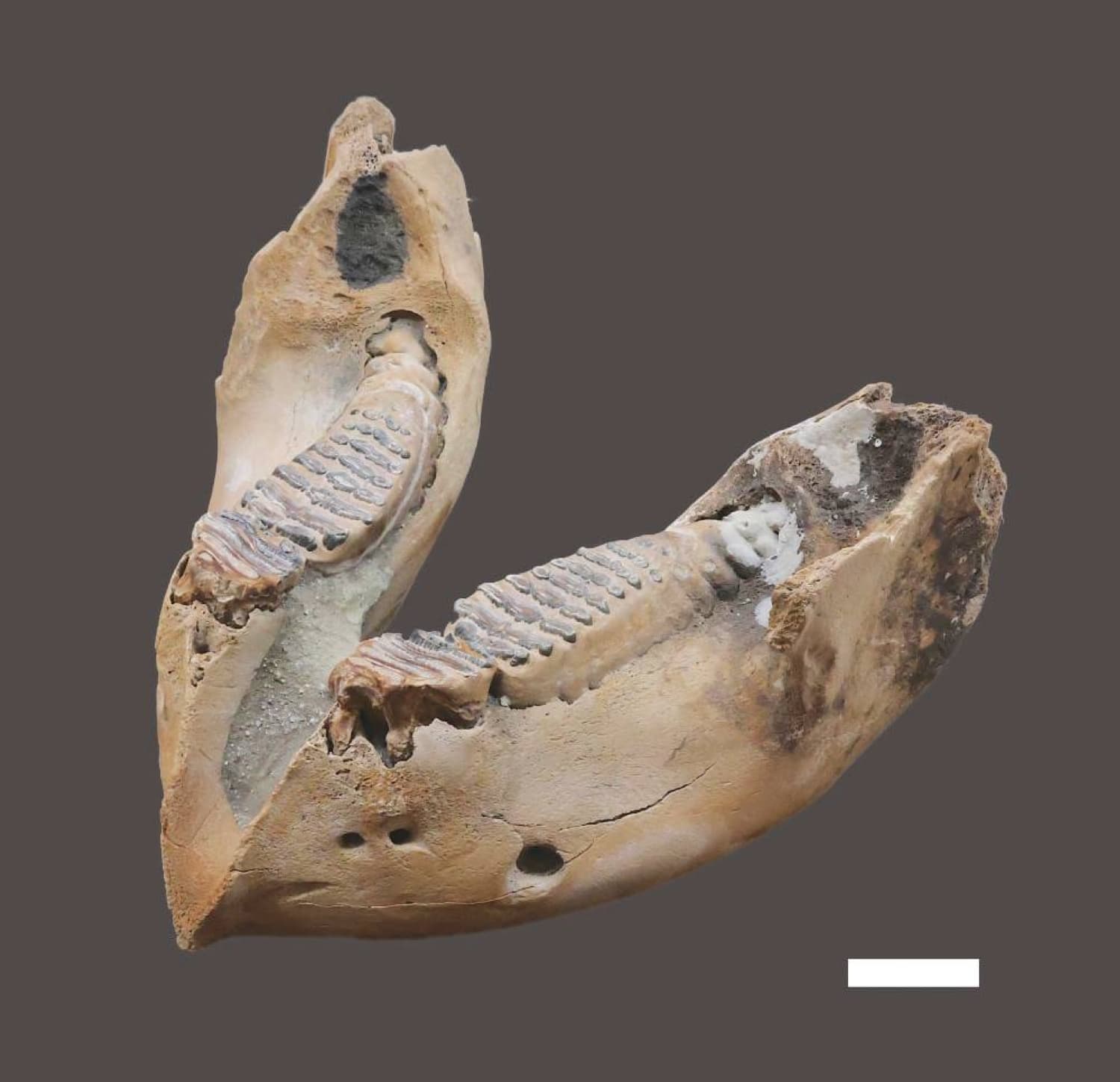 Naumann's elephant may have gone extinct in Japan 34,000 years ago, researchers say