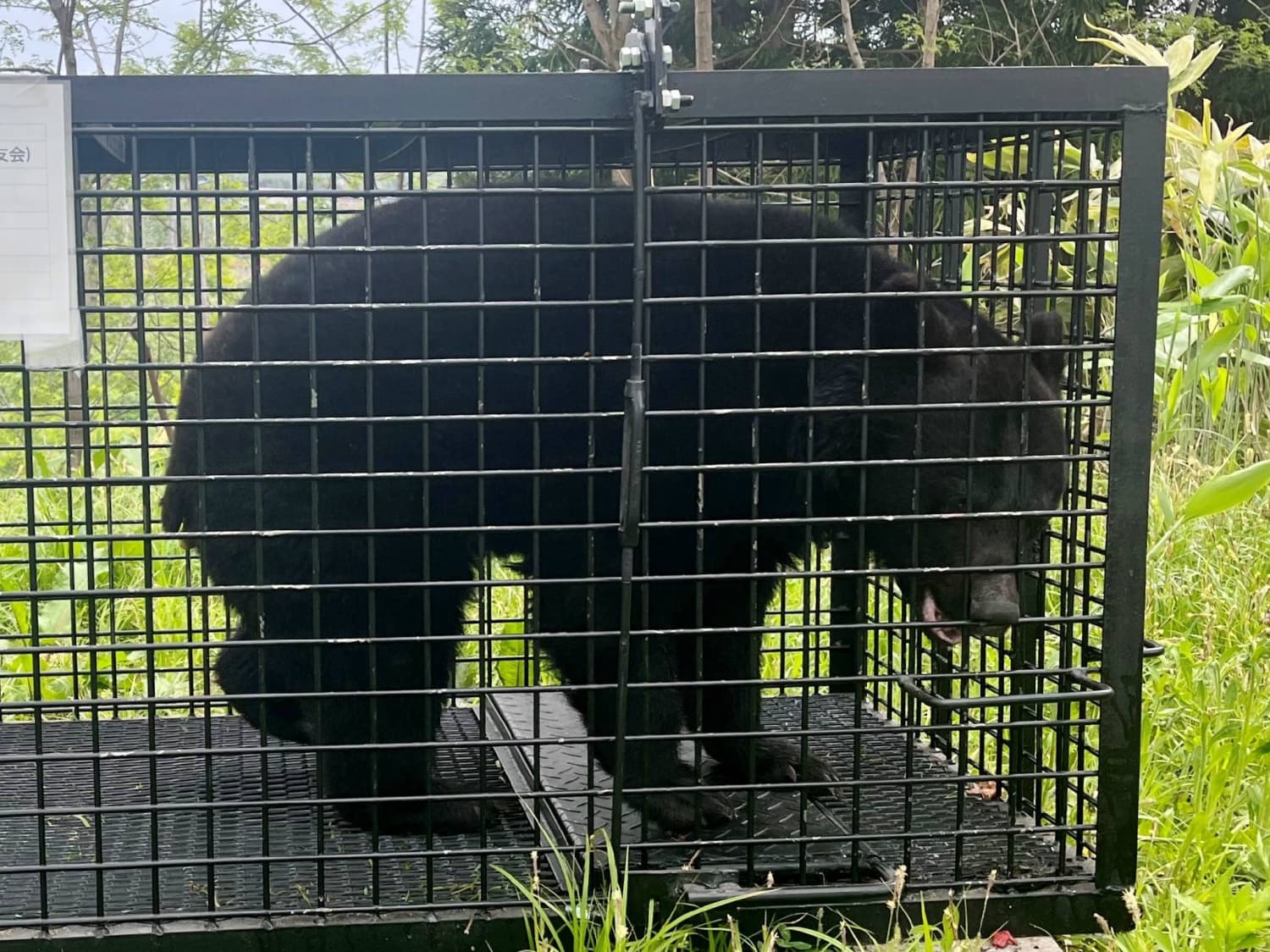 Bear Sightings Disrupt School Activities Across Japan