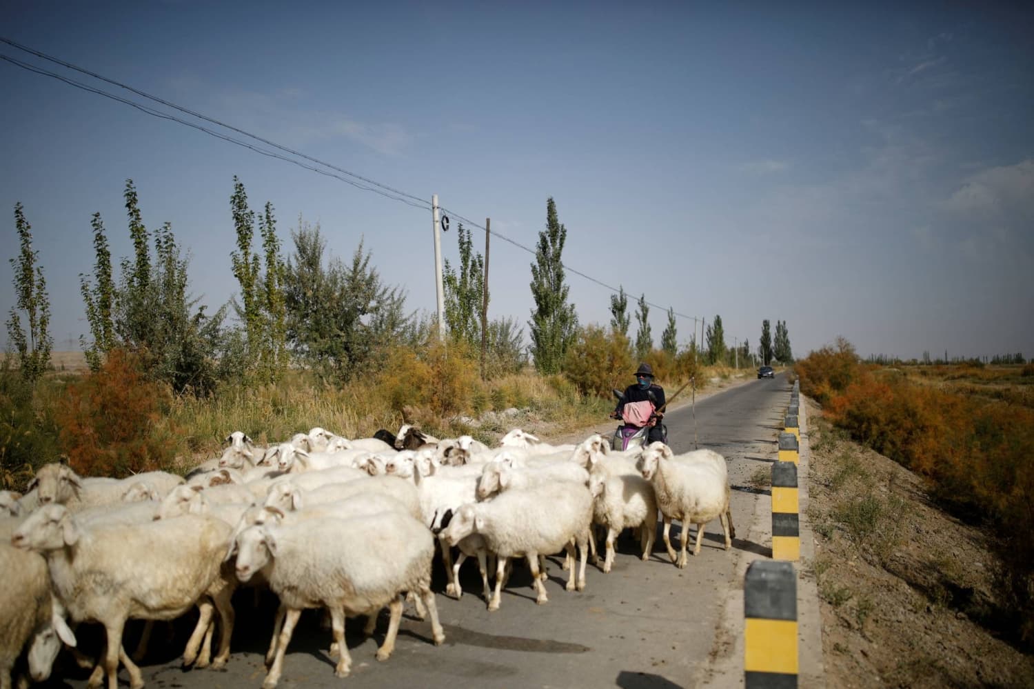Job Advertisement for Shepherds in China Attracts Over 700 Applicants