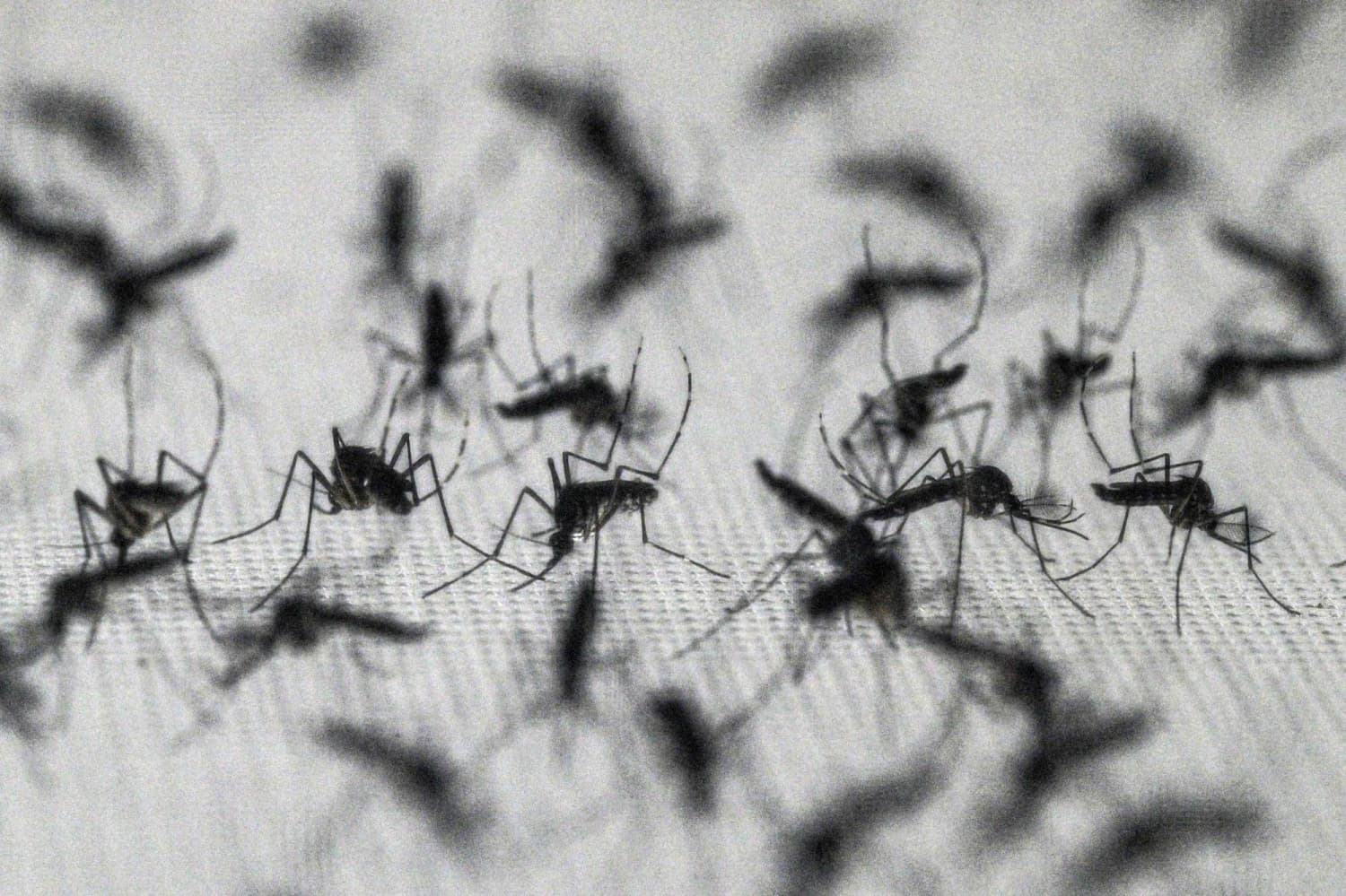 Study Reveals Mosquitoes Can Adapt to Common Repellent DEET