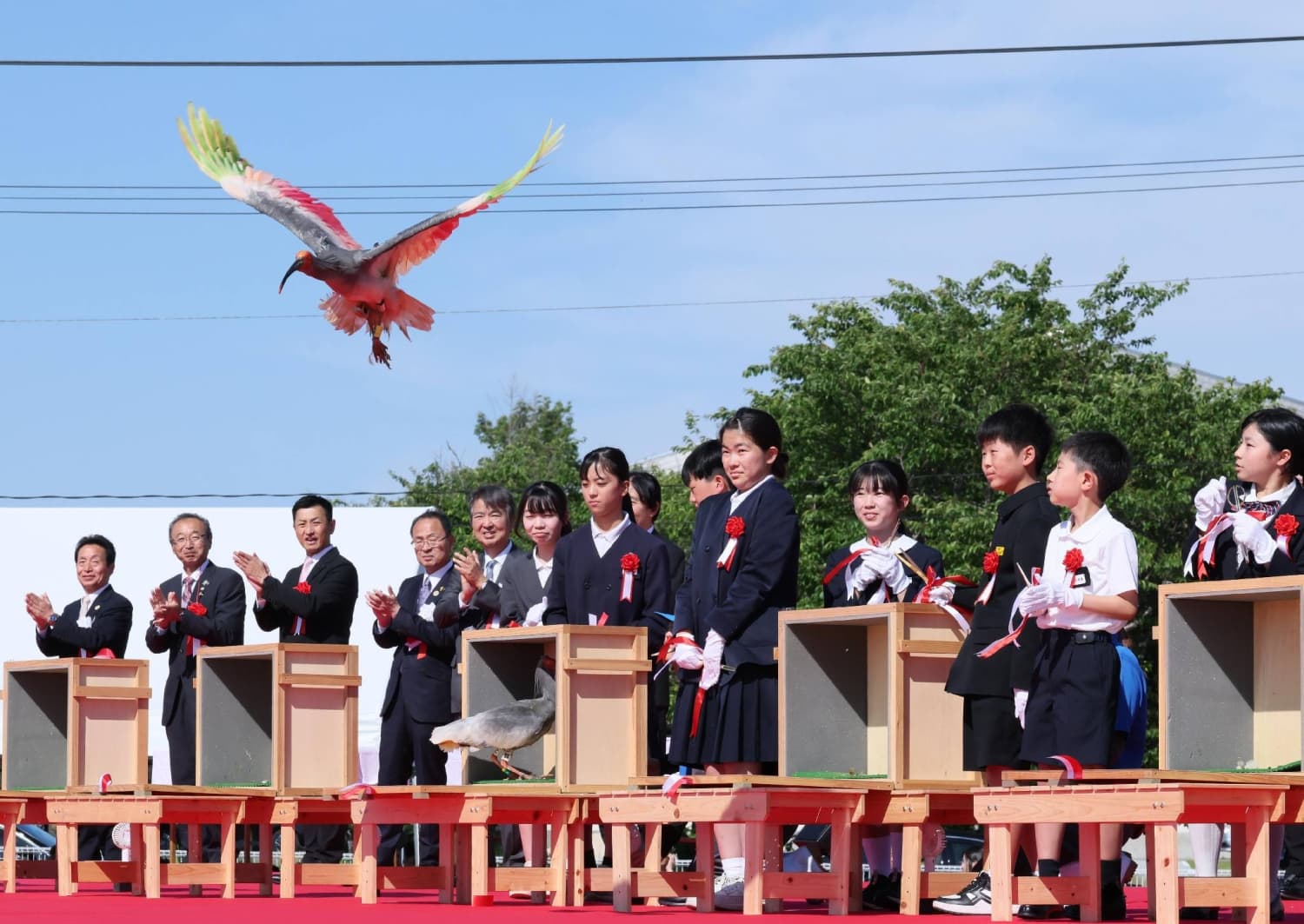 Crested Ibises Released in Ishikawa Following January Earthquake