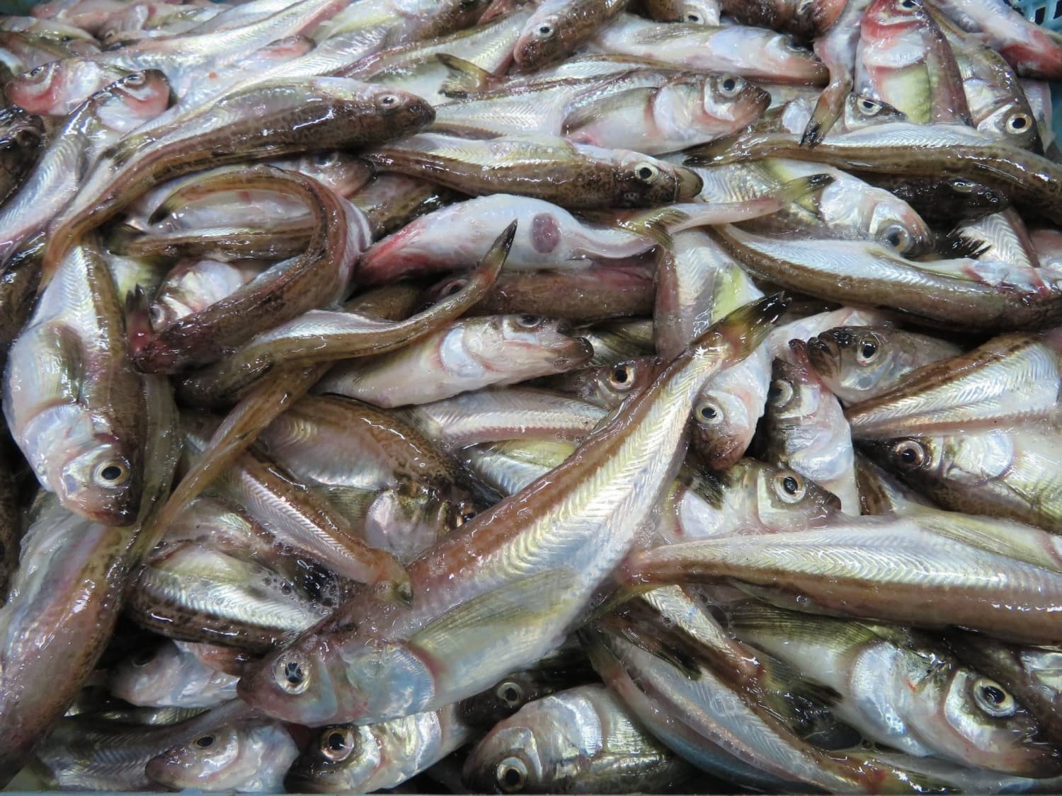 Akita Residents Call for Sandfish Fishing Ban Due to Rising Sea Temperatures