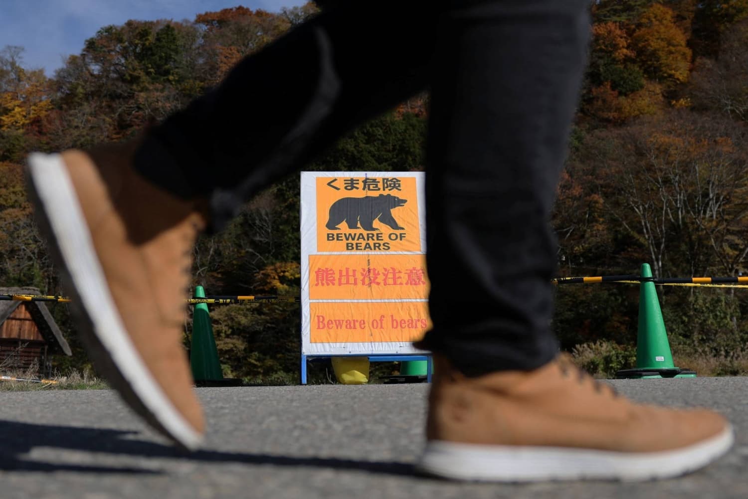 Bear Attack in Japan Leaves Four Injured Amid Increased Sightings