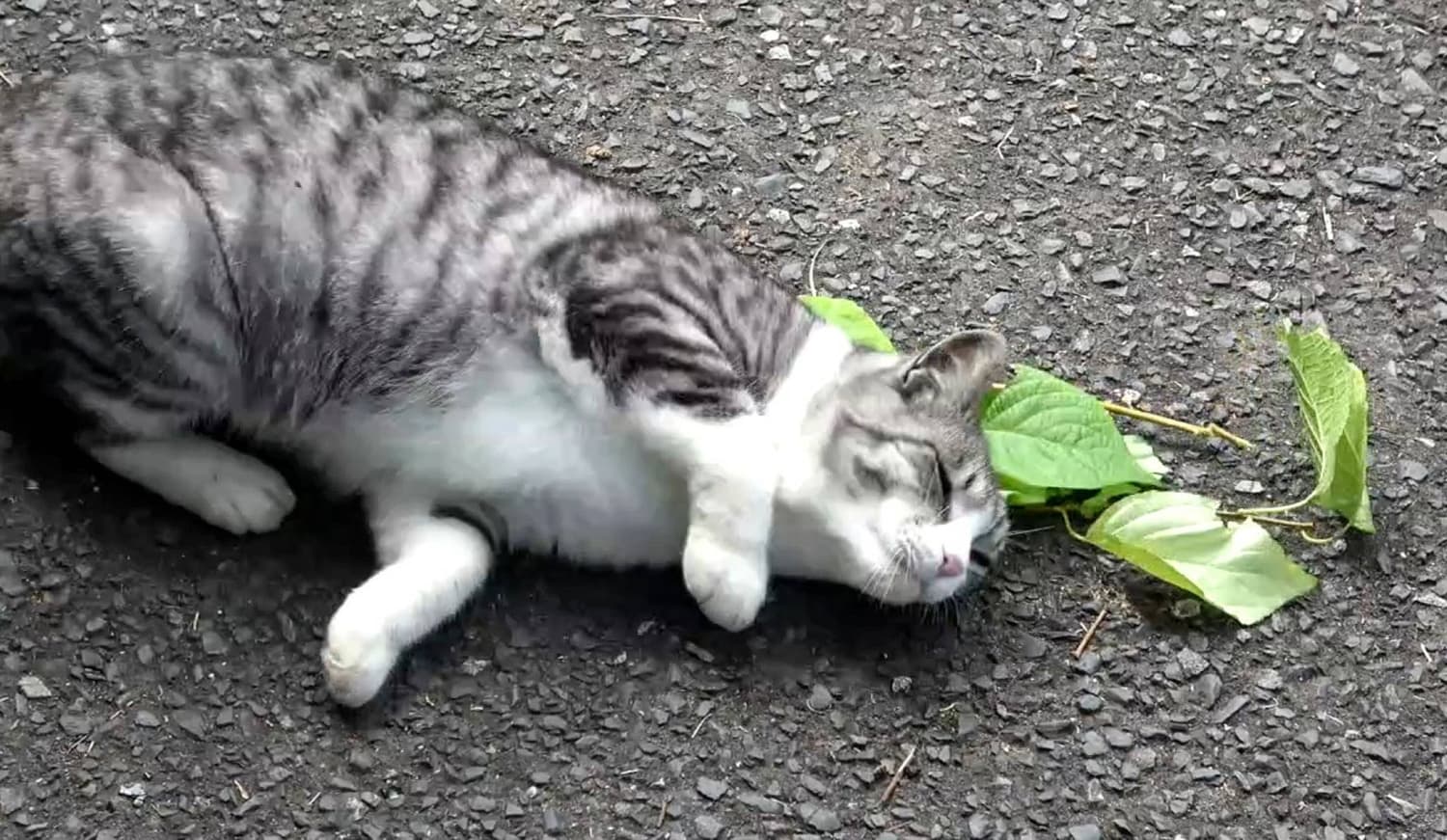 Study Reveals Cats Prefer Silver Vine Over Catnip, According to Japanese Researchers