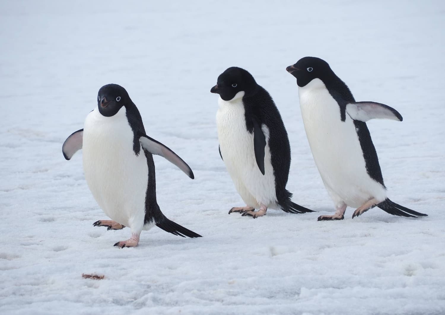 Japanese Researchers Discover Penguins Use Social Cues for Foraging
