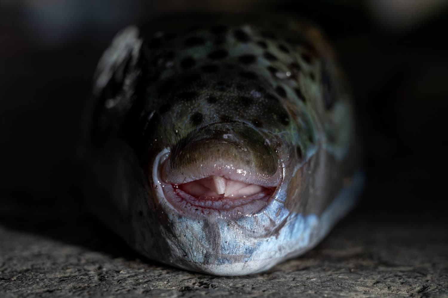 Greek Fishermen Face Challenges from Invasive Puffer Fish Species