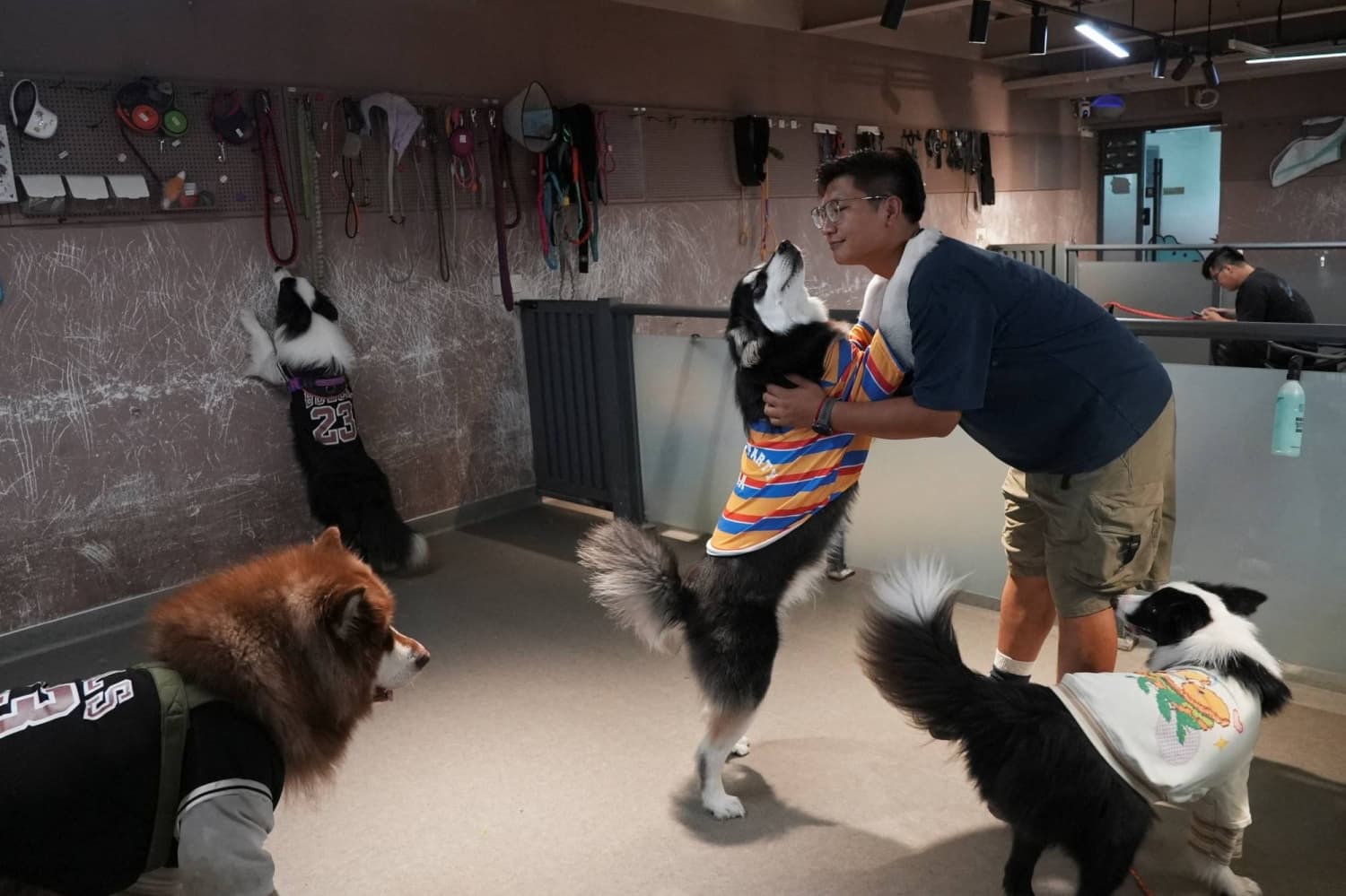 Chinese Pet Owners Invest in Preschools for Their Dogs