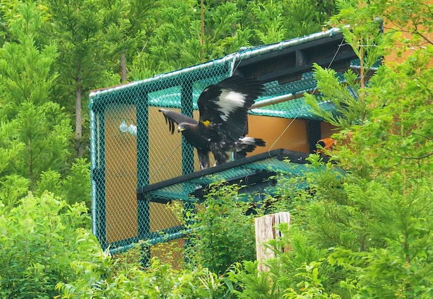 First Japanese golden eagle born in captivity released into the wild