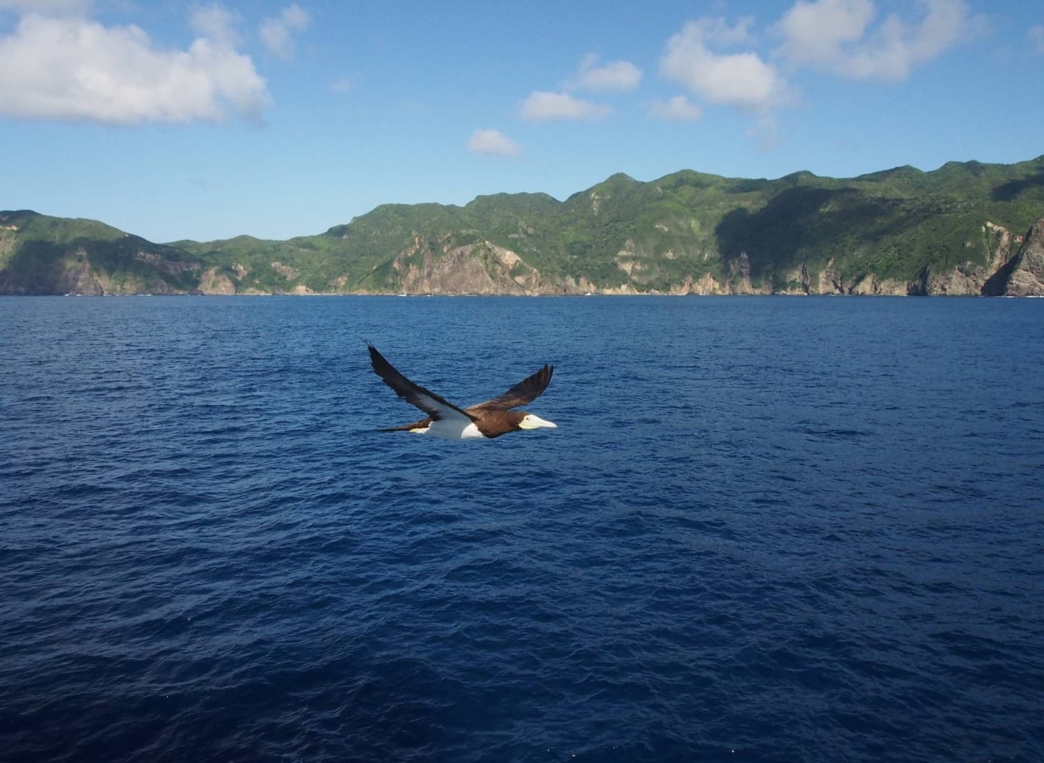 Study in Japan's Ogasawara Islands Examines Seabirds' Relationship with Ships