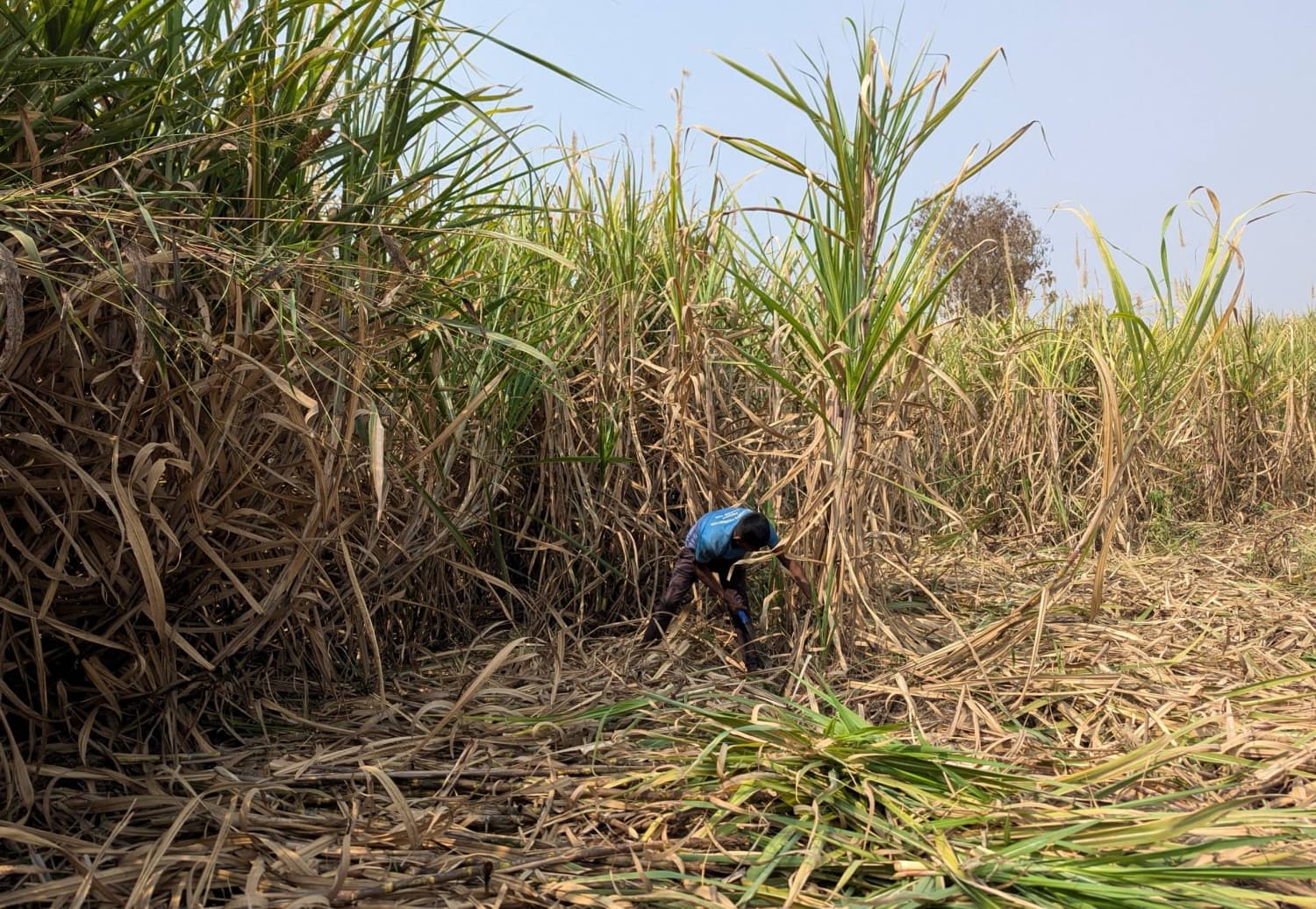 India May Halt Sugar Exports for Years Due to El Nino and Ethanol Supply Issues